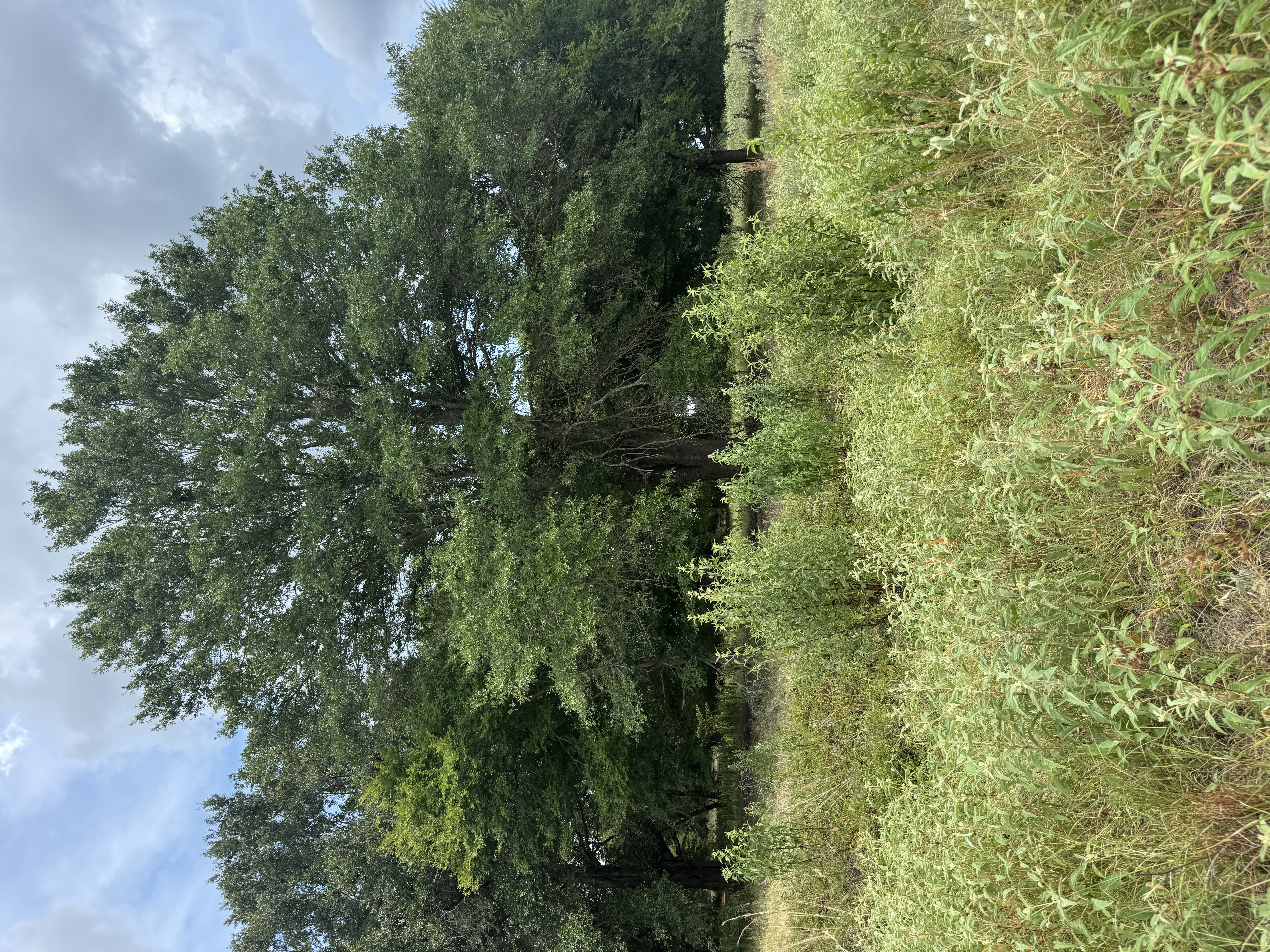 Canton trees